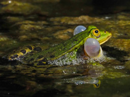 edible frog in Meadow Pond