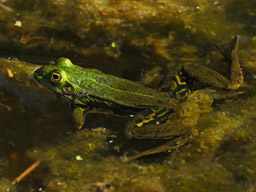 edible frog in Meadow Pond