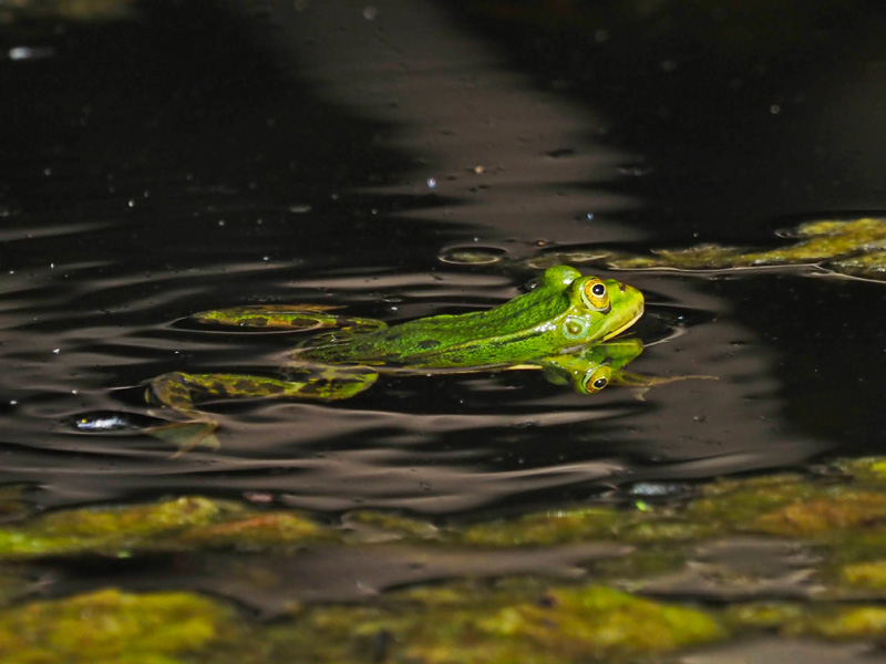 edible frog in Meadow Pond