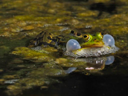 edible frog in Meadow Pond