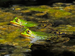 edible frogs in Meadow Pond