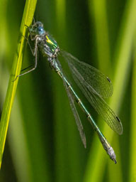 male emerald damselfly