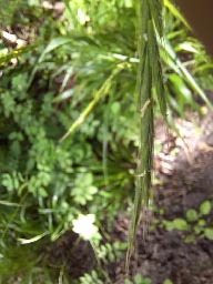 false-brome grass