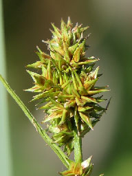 false fox-sedge