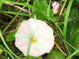 field bindweed