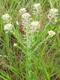 field pepperwort