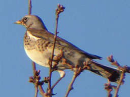 fieldfare near Prewer's Pond(16 Jan 2018)