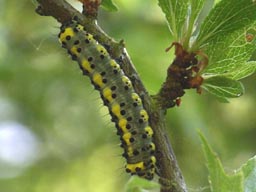 figure of eight caterpillar