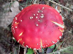 fly Agaric