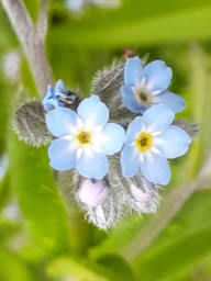 forget-me-not