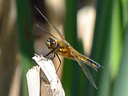 four-spotted chaser