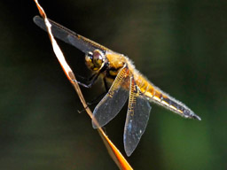 four-spotted chaser