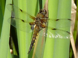 four-spotted chaser