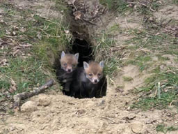 fox cubs (2020)