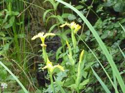 yellow flag