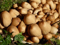 maybe Coprinellus micaceus