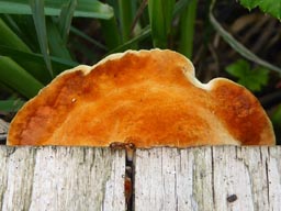 maybe shaggy bracket