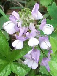 goats rue