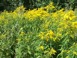 goldenrod