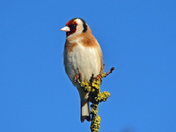 goldfinch