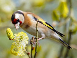goldfinch