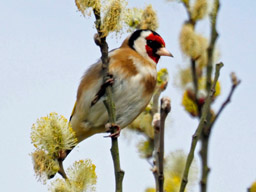 goldfinch