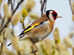 goldfinch