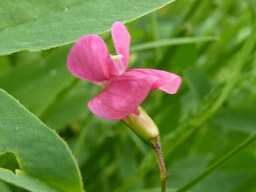 grass vetchling