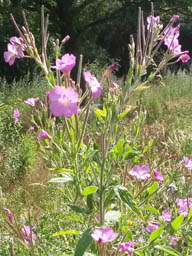 great willowherb