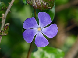 greater periwinkle