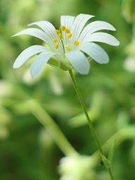 greater stitchwort