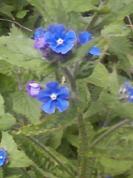 green alkanet