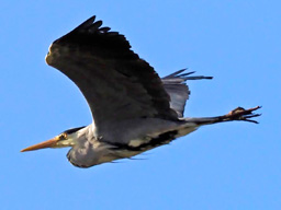 grey heron