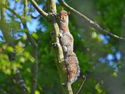 grey squirrel (2020)