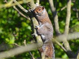 grey squirrel (2020)