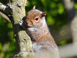 grey squirrel (2020)