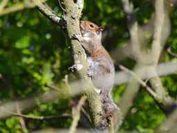 grey squirrel (2020)