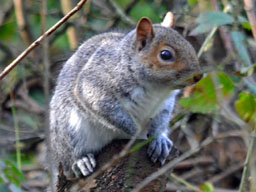 grey squirrel (2020)