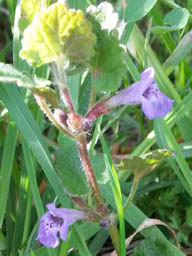 ground ivy