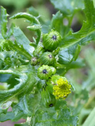 groundsel