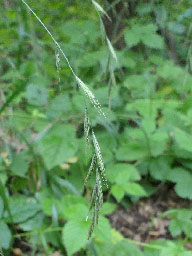 hairy-brome