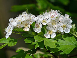 hawthorn