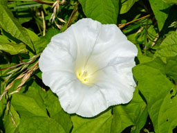 hedge bindweed