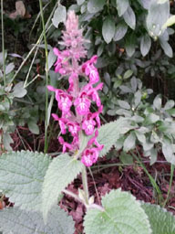 hedge woundwort