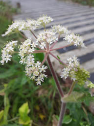 hogweed