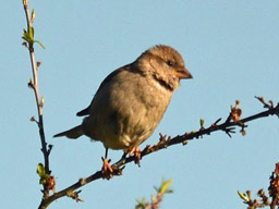 house sparrow (female)