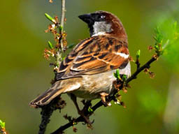 male house sparrow