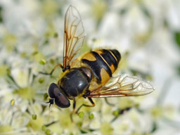 hoverfly - Myathropa florea (male)