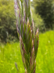 hybrid rye-grass maybe