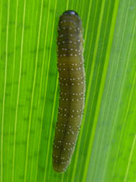 iris sawfly larva